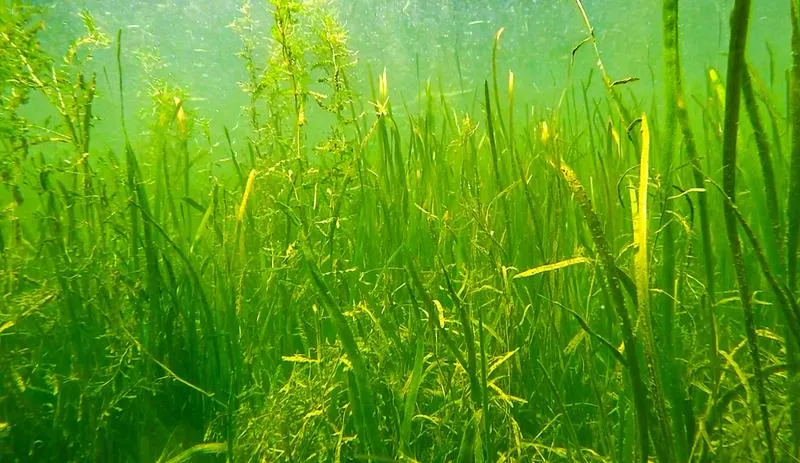 沉水植物在富營養(yǎng)化水體修復(fù)工程中的作用