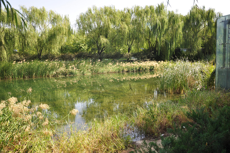 水體生態(tài)修復(fù)調(diào)水養(yǎng)水