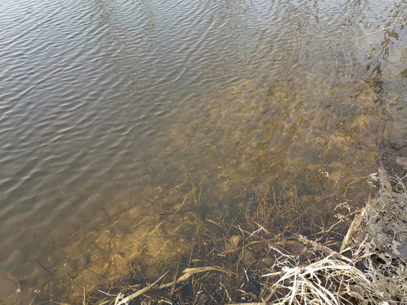 豐縣歡口鎮(zhèn)水坑涯水生態(tài)修復(fù)工程